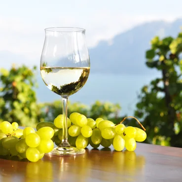 Vinski izbor Slovenskega primorja