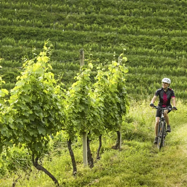 Moški in ženska na kolesu v kolesarski opremi in s čelado na glavi kolesarita med griči vinogradov