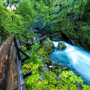 Soteska Blejskega vintgarja in mogočna narava, ki vintgar obdaja